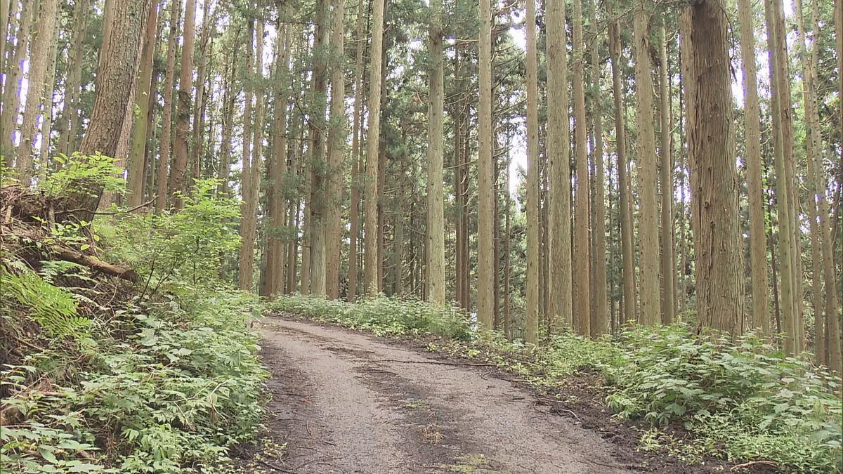 林道でツーリング中に崖下に転落　大型バイクの女性会社員が重傷【長野】