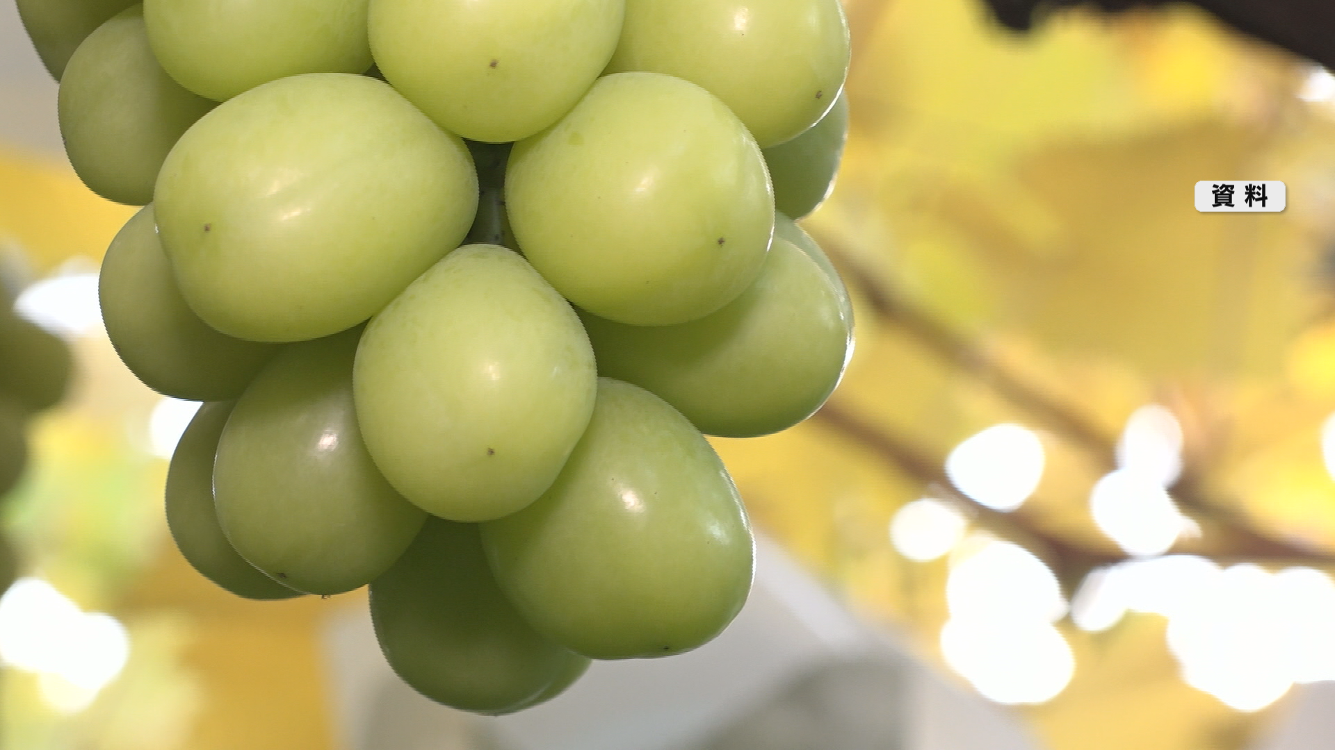 須坂市が「日本グルメ市場」に2億54…