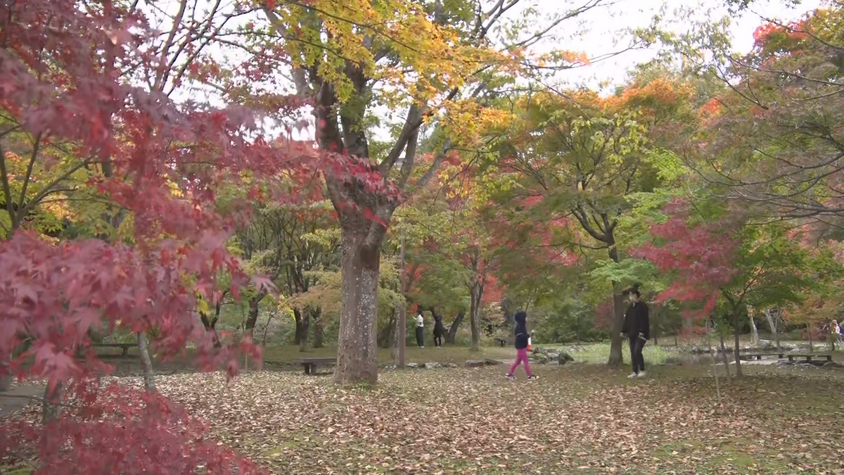 モミジの名所　例年より１週間遅れて　ようやく赤や黄色に染まる秋の公園　