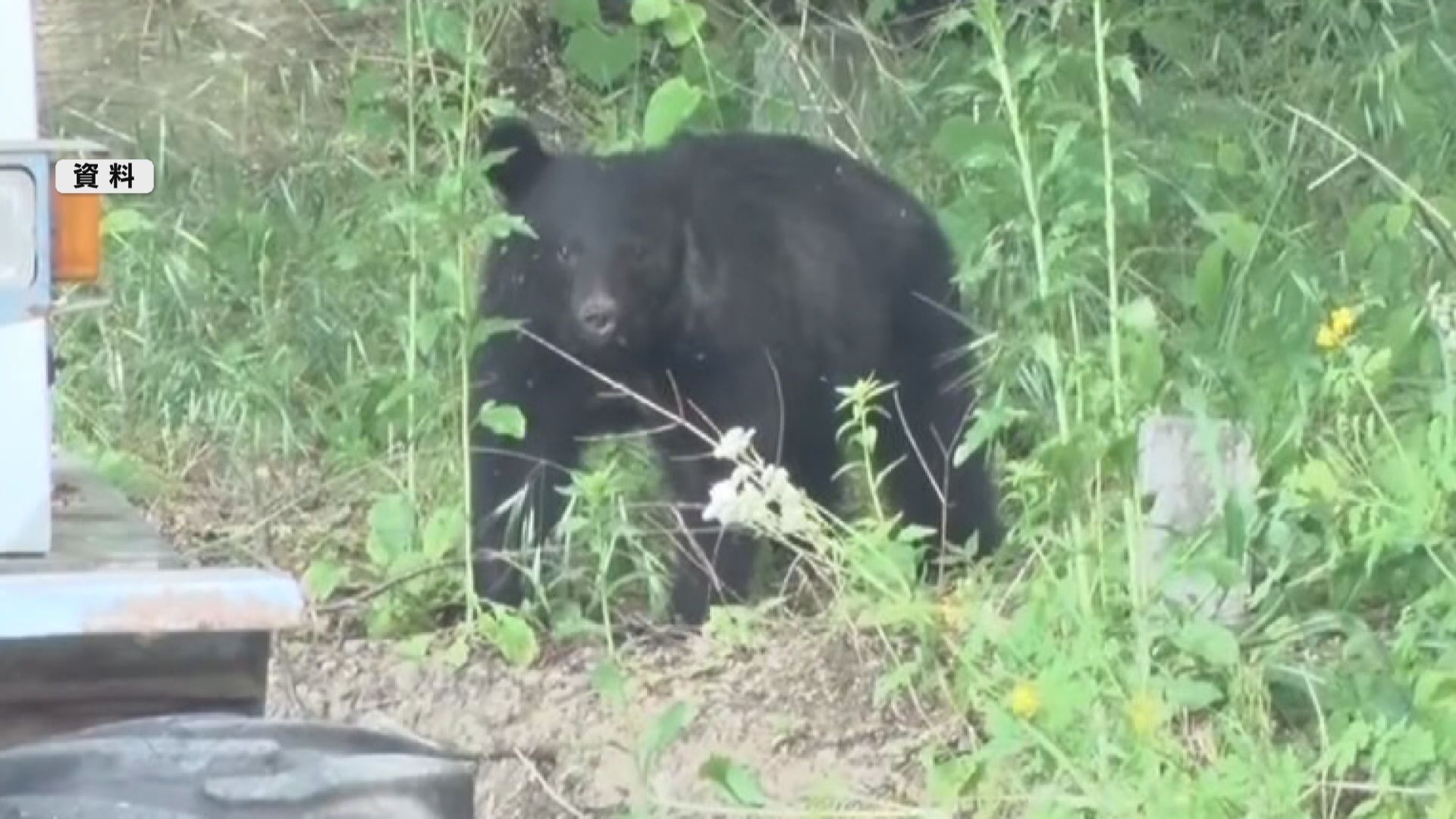 キノコ採りクマに遭遇　顔など引っかか…