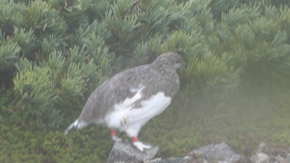 【特集】追跡!「こんなに効率よく増やすことができるとは…」復活作戦で1羽から300羽?!中央アルプス・ライチョウ調査の舞台ウラ【長野】