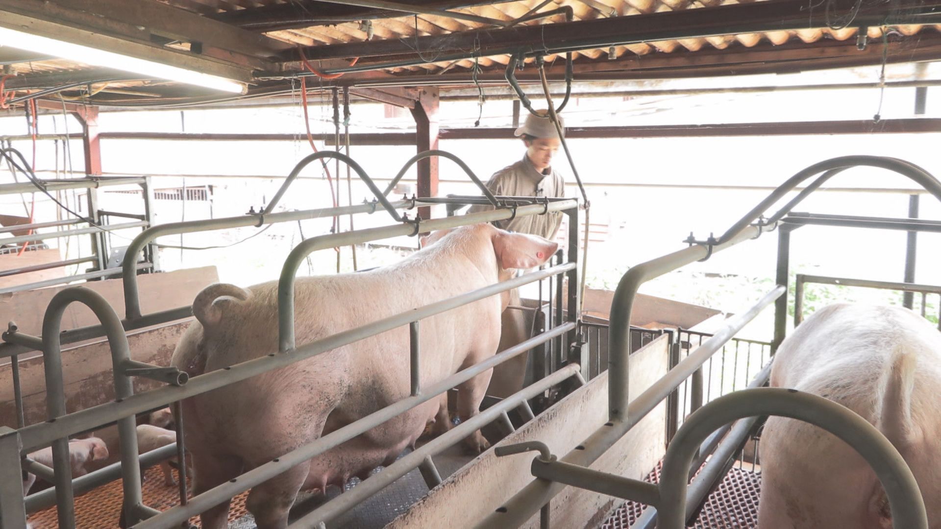 【特集】夏バテ予防に食べたい豚肉！飼…