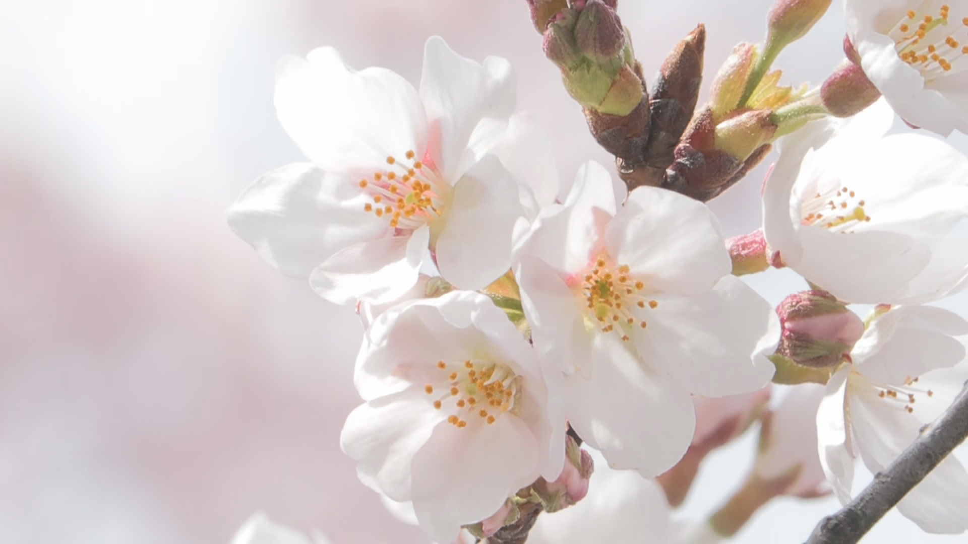 【サクラ開花情報】南部は満開間近に　…