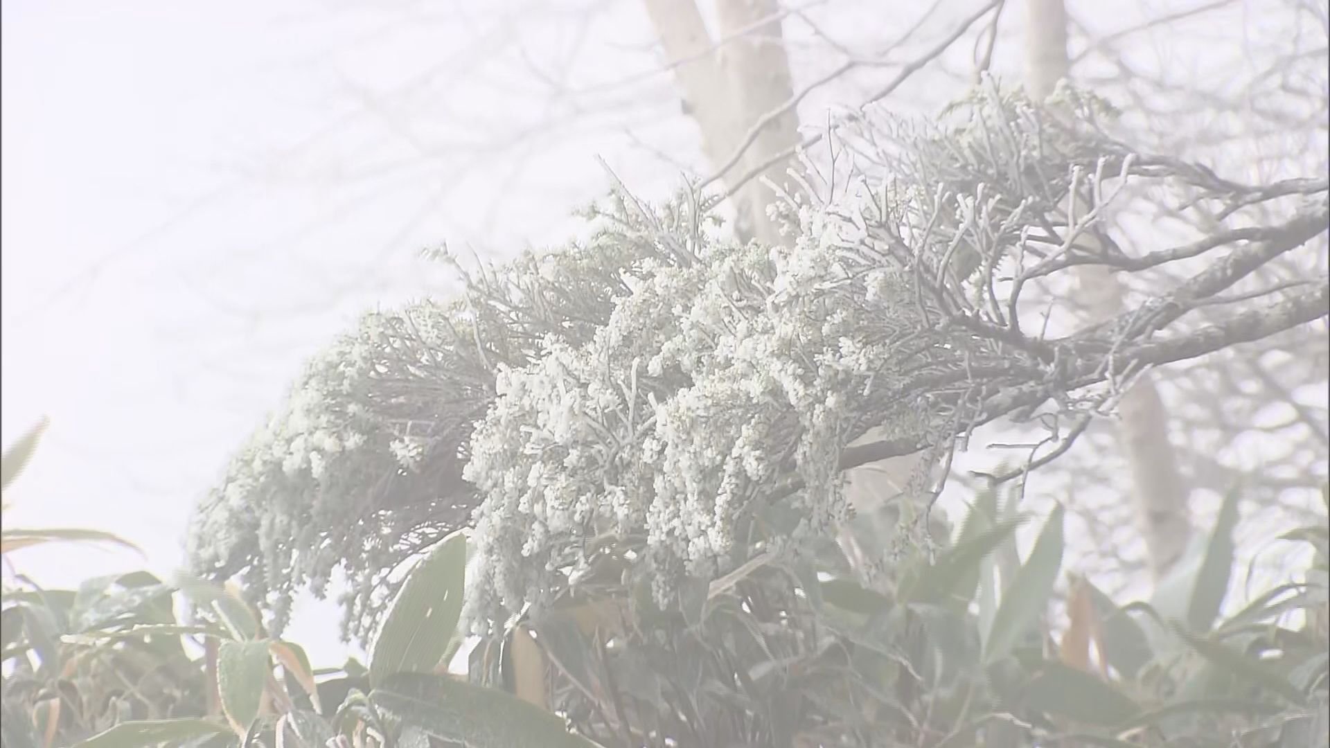 志賀高原など初冠雪　「風がものすごく…