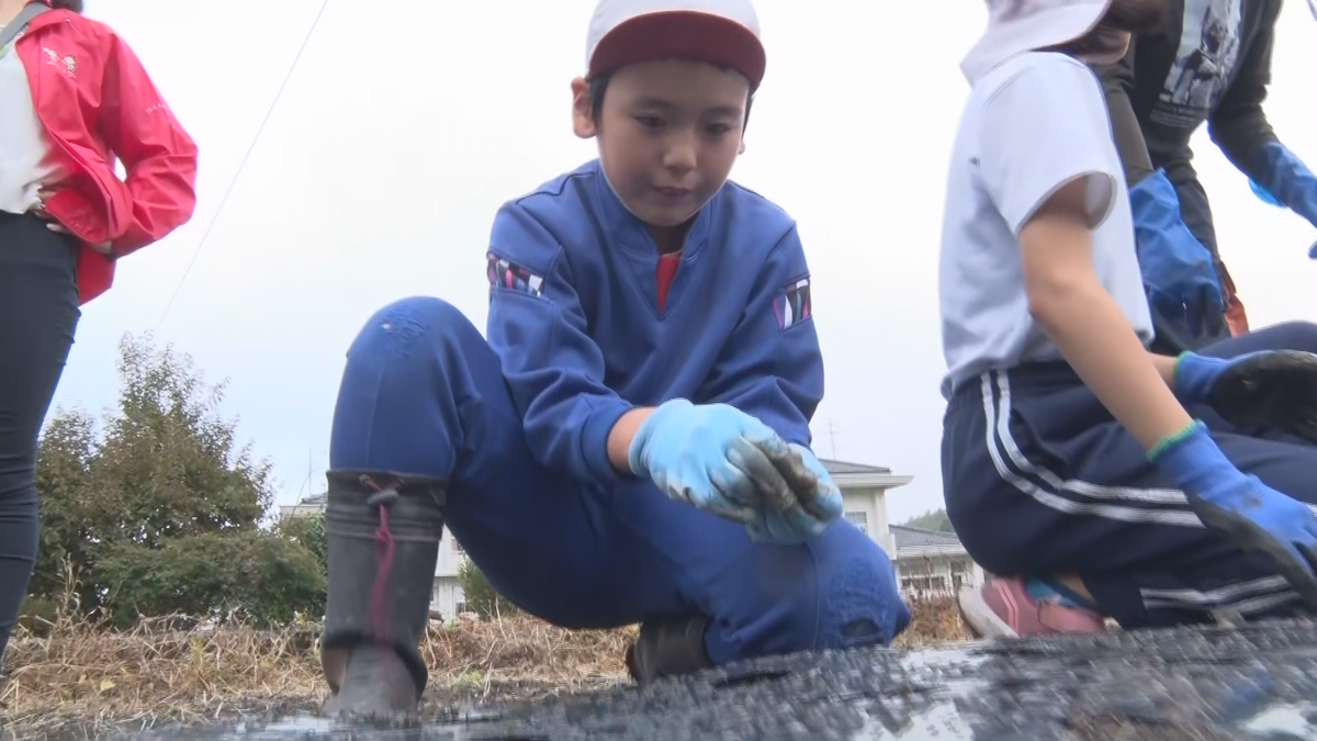 小学生が伝統野菜「赤石紅にんにく」の植え付け　加熱すると甘くなる　糖度は国内トップクラス　来年６月児童が収穫予定