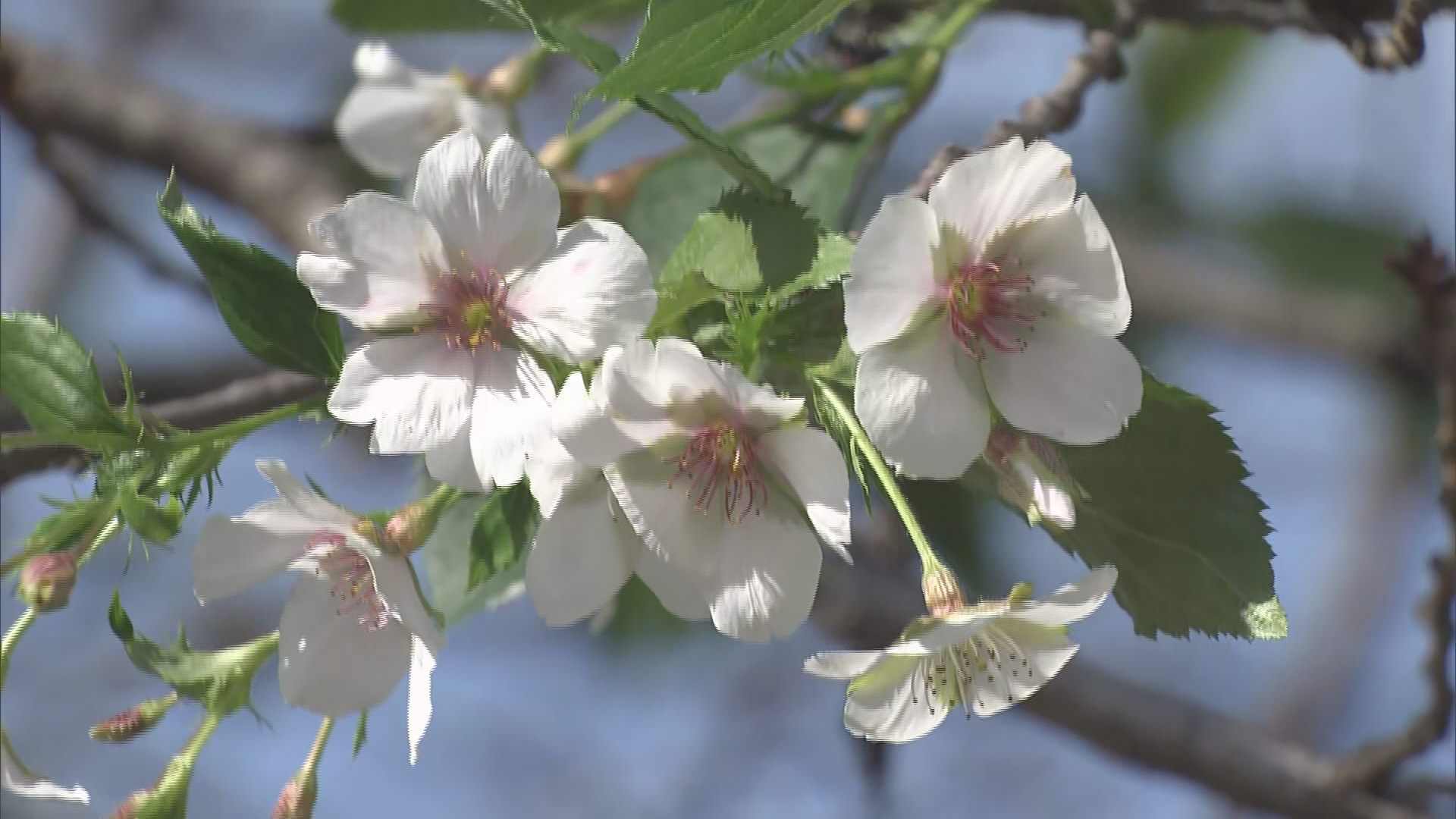 秋なのに…サクラ咲く　須坂市の桜の名所・臥竜公園　夏の高温の影響か？【長野】