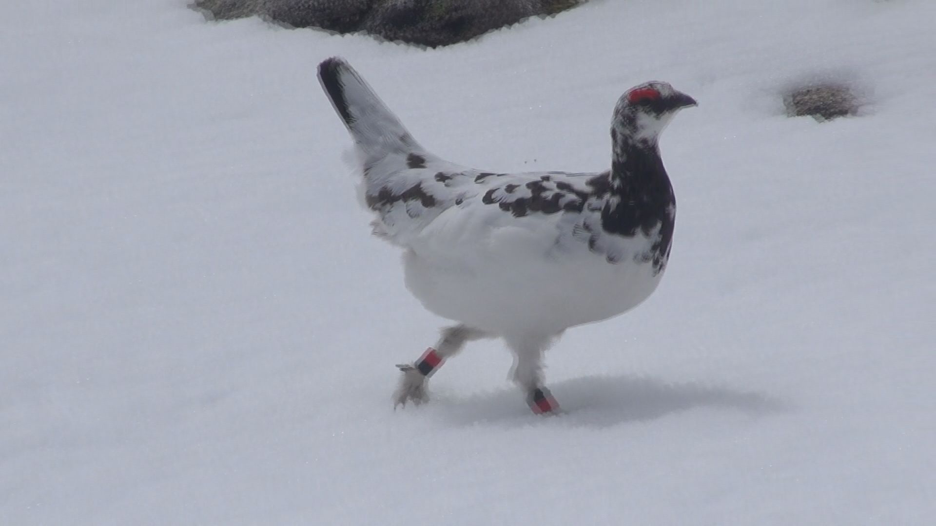 ライチョウ衣替え…中央アルプスで姿を…