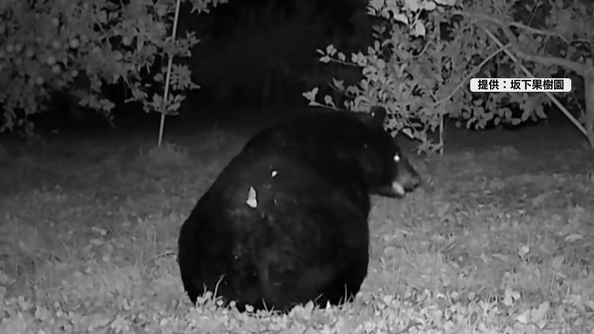 カメラが捉えた！「こんなことは初めて」連日出没！リンゴ2トン