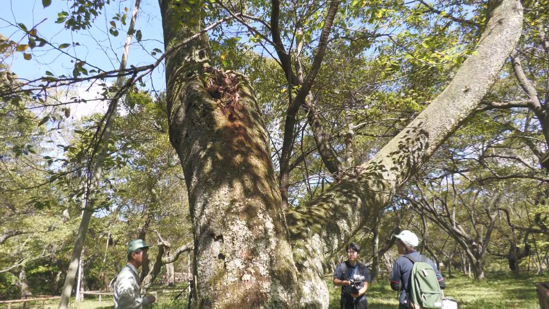 特定外来生物「クビアカツヤカミキリ」…