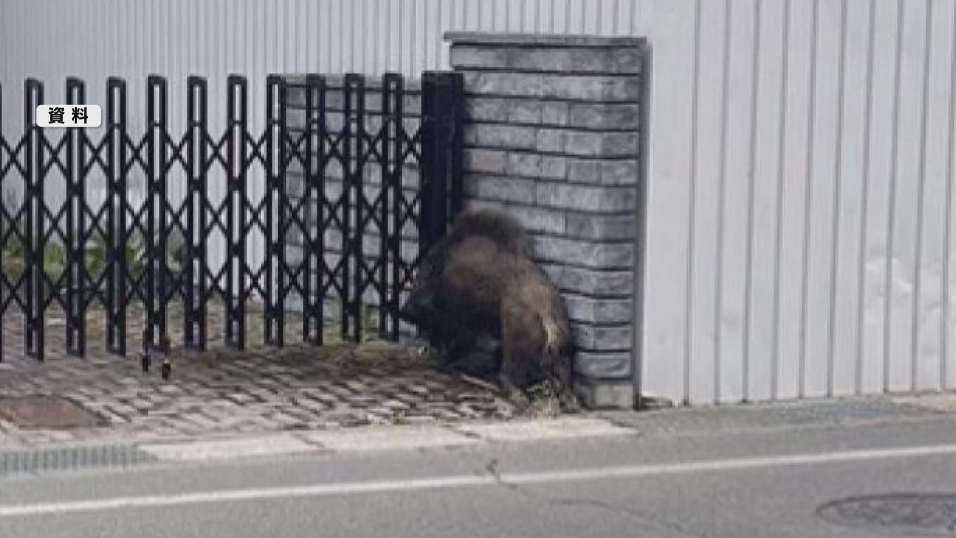 「朝ごみを出しに行ったときに出てきた…
