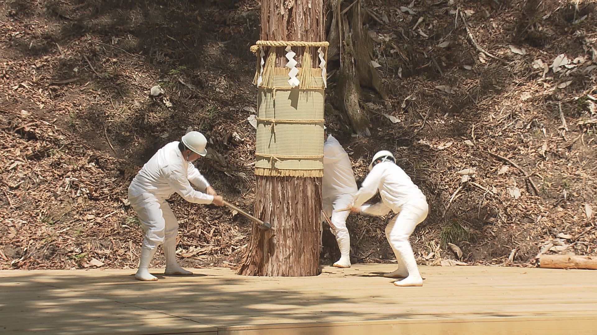 【伊勢神宮の式年遷宮】長野・上松町で仮御樋代木を伐採…3つの方向から同時に斧を入れる「三ツ紐伐り」
