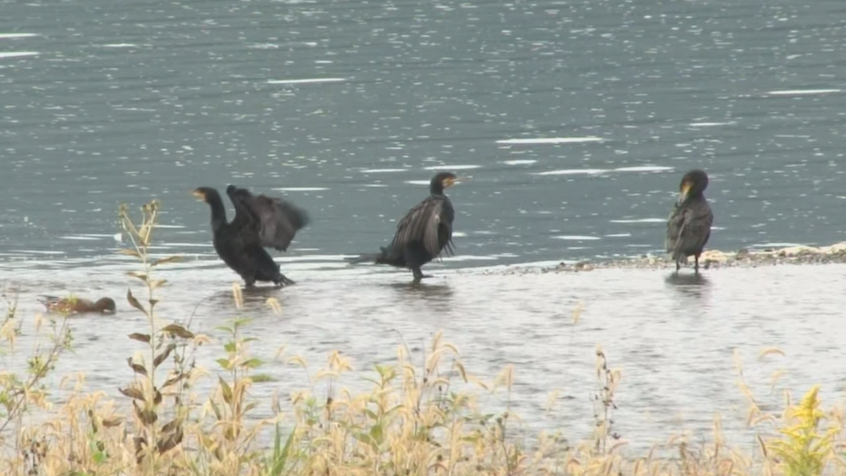 諏訪湖で水鳥の生息状況調査　冬鳥「ヒドリガモ」の飛来遅れ　「カワアイサ」・「カワウ」を確認