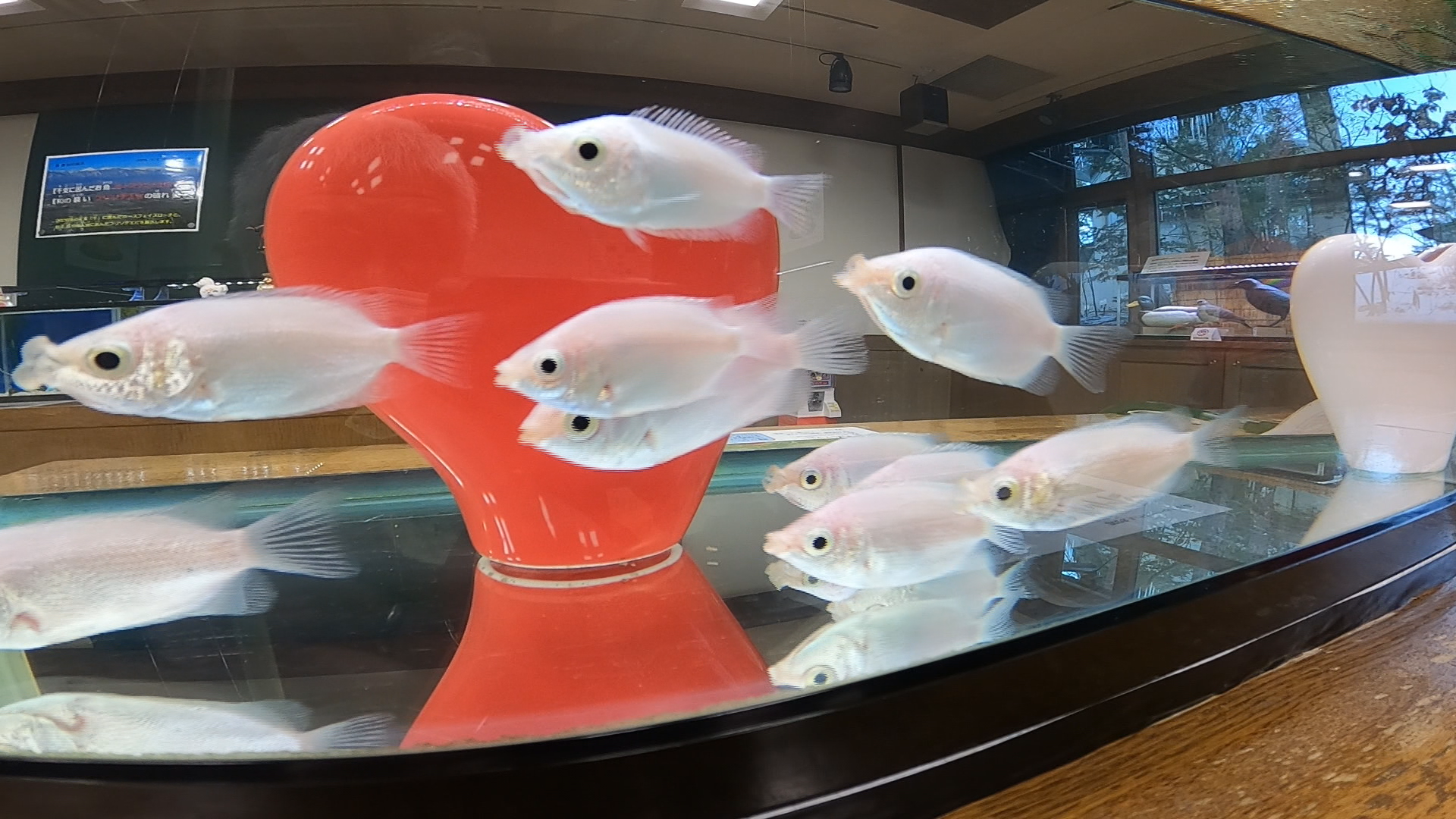 【特集】食べて！見て！楽しむバレンタ…