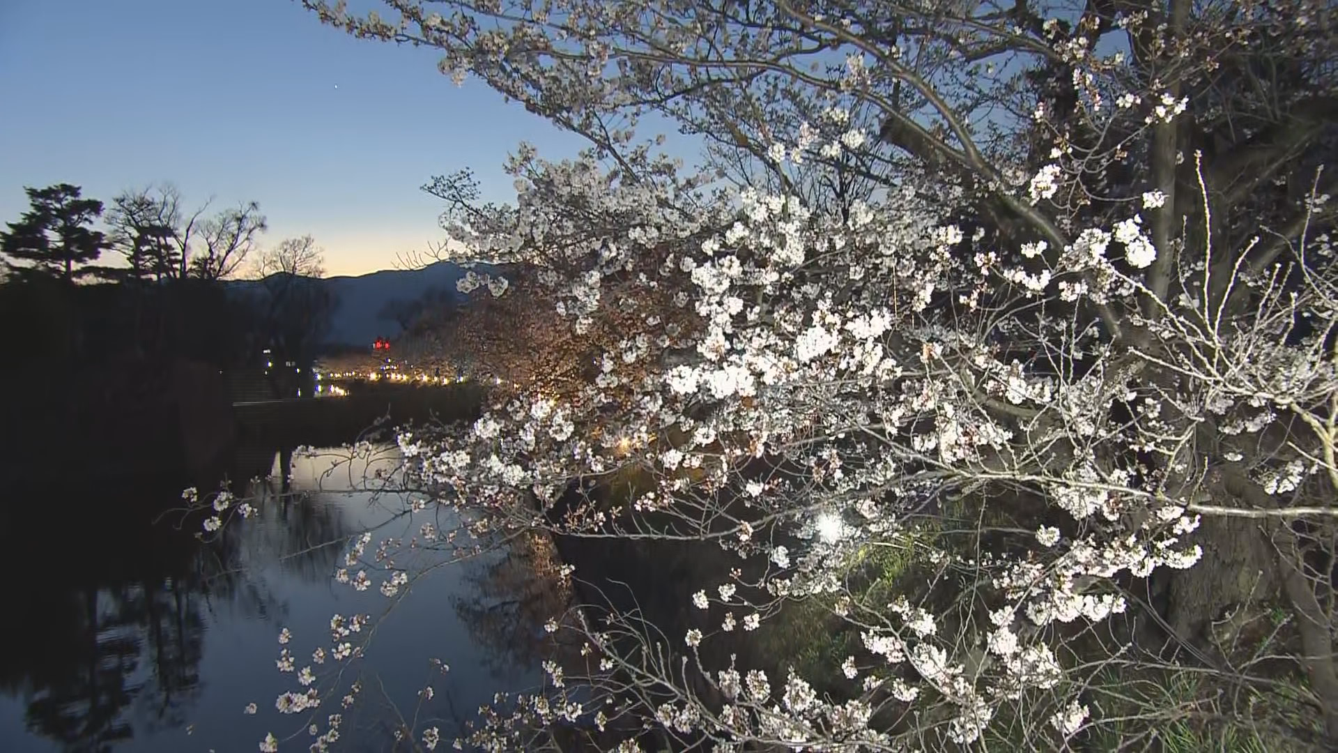 松本城の桜並木をライトアップ　期間中…