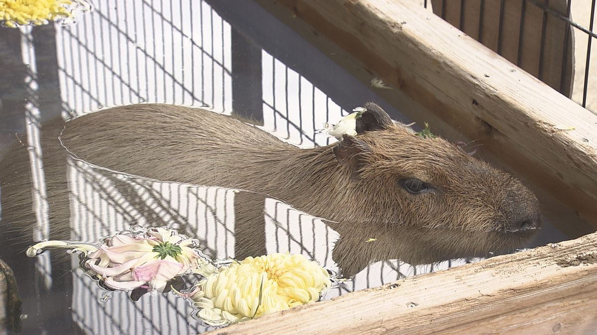 寒い冬を乗り切る！須坂市の動物園に「カピバラ温泉」【長野】