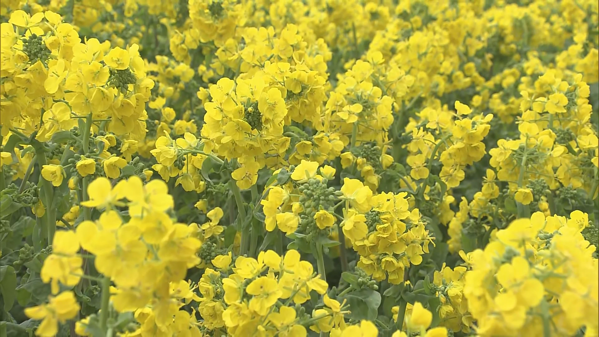 春を先取り　一面に広がる鮮やかな黄色　菜の花見頃　安曇野市の国営アルプスあづみの公園（堀金・穂高地区）