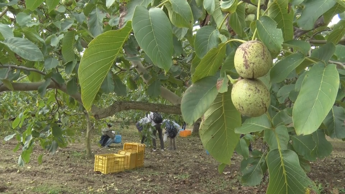 「生で食べてもいいね」　生産量が日本一の東御市　観光客がクルミの収穫体験　