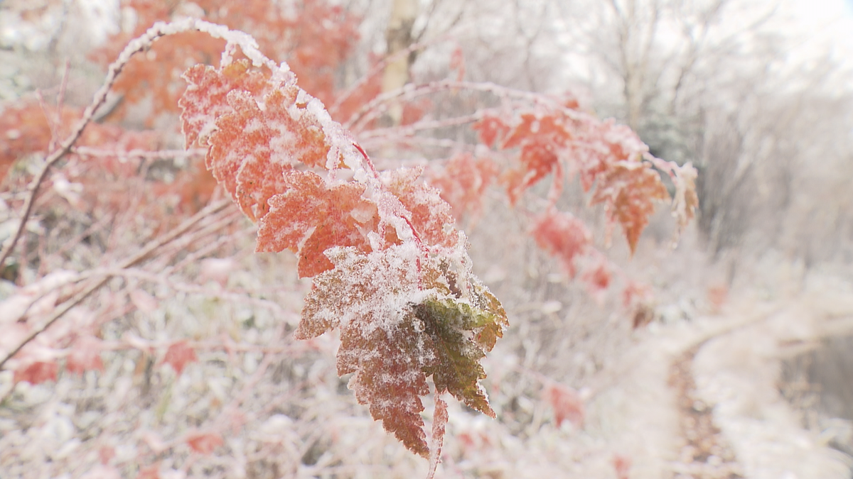 立冬　秋から冬へ　紅葉が雪化粧　東方連山の初冠雪を観測　去年より16日遅く　