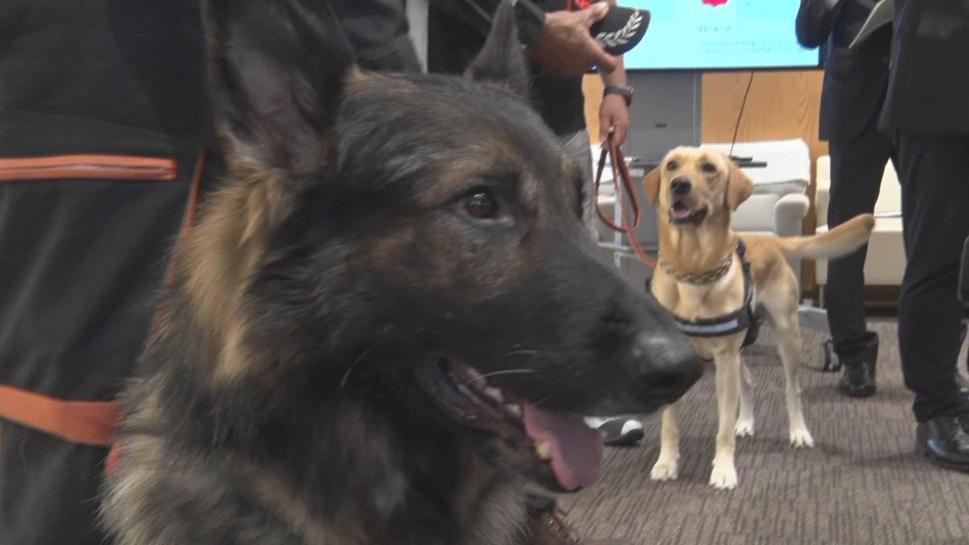 災害発生時に迅速な人命救助へ救助犬出…