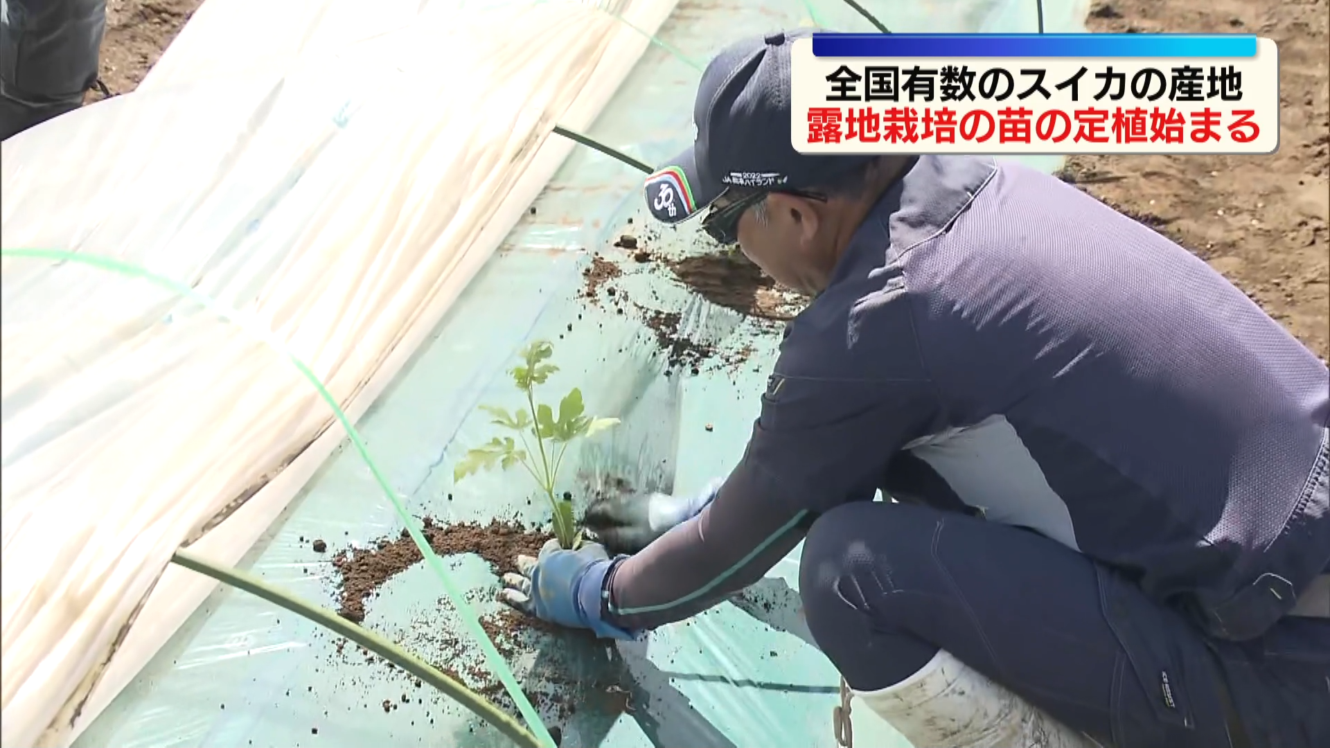 全国有数のスイカの産地  松本市で露…