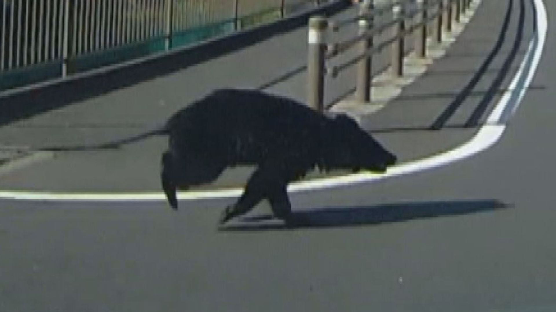 【ドライブレコーダー動画あり】クマが…