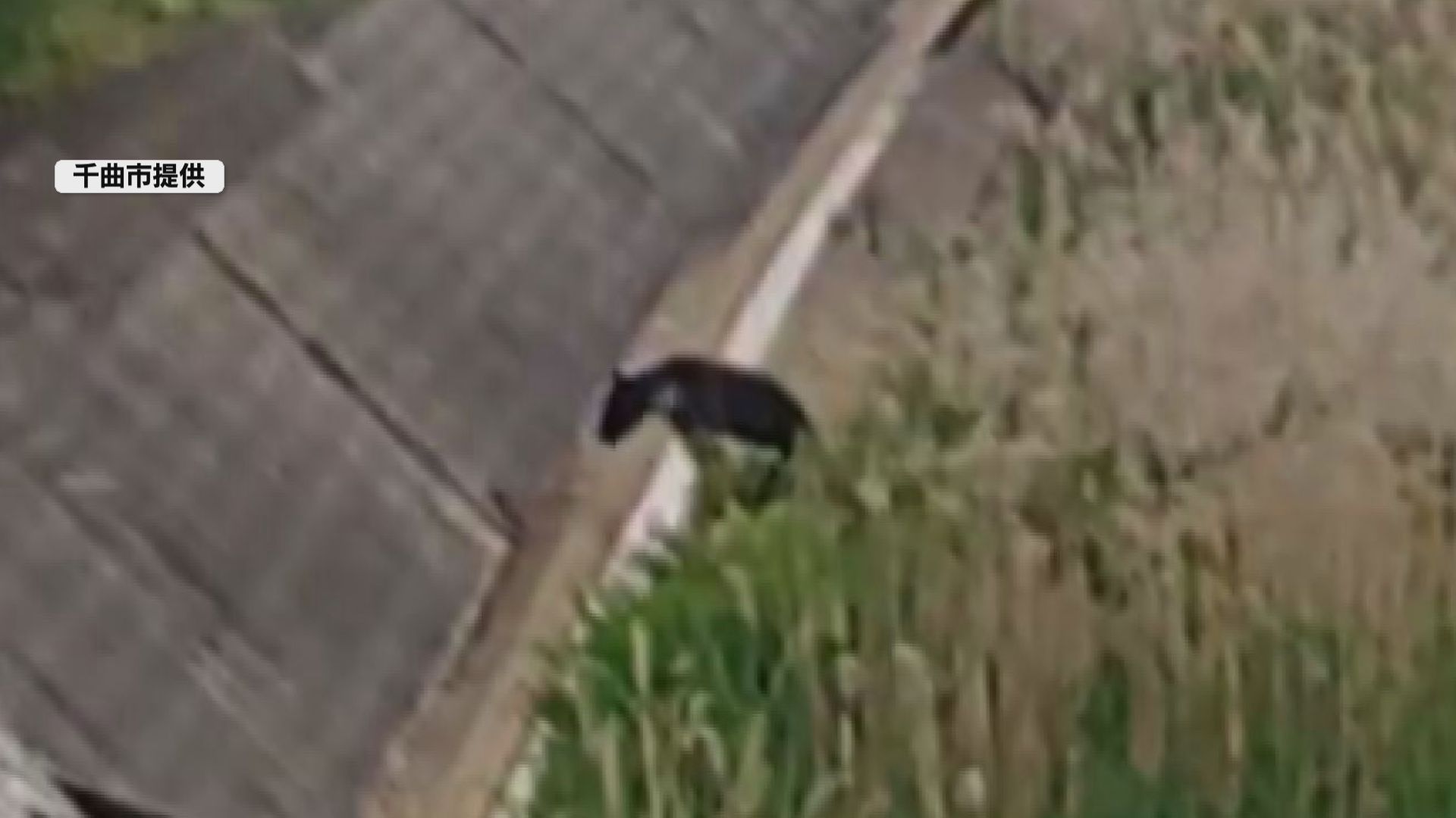 【動画あり】会社の敷地内を横切るクマ…