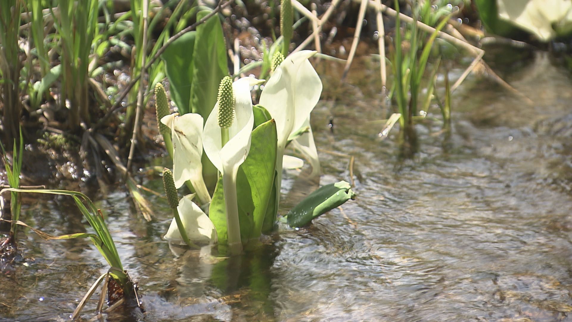 ミズバショウ見頃　標高1200メート…
