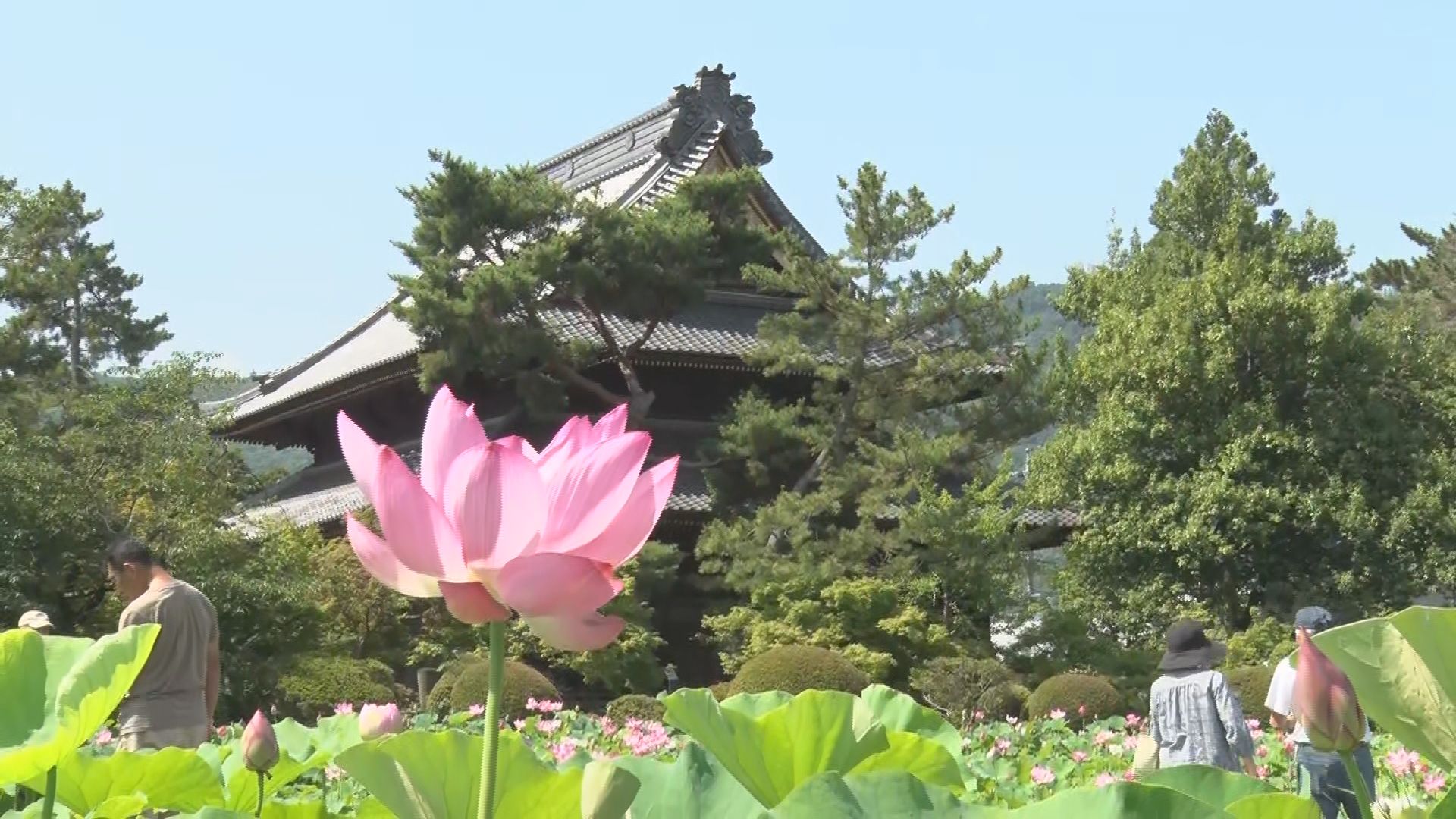 かつて水田だった場所が観光スポットに…