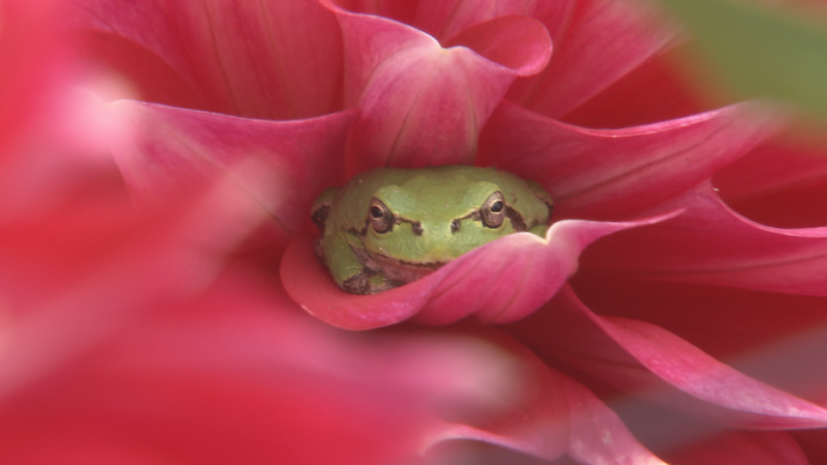 花びらの中でカエルがひと休み！？“天空の花畑”で色とりどりのダリア