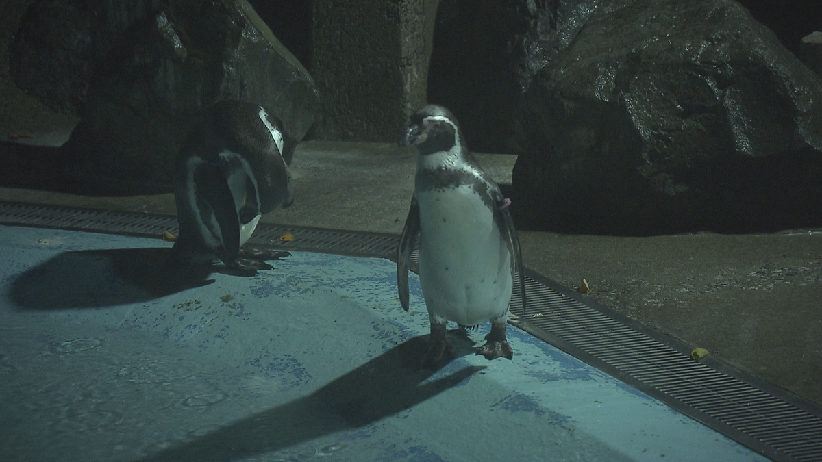 夜の動物の姿を観察　人気の「もるもるライン」とは　長野市の動物園