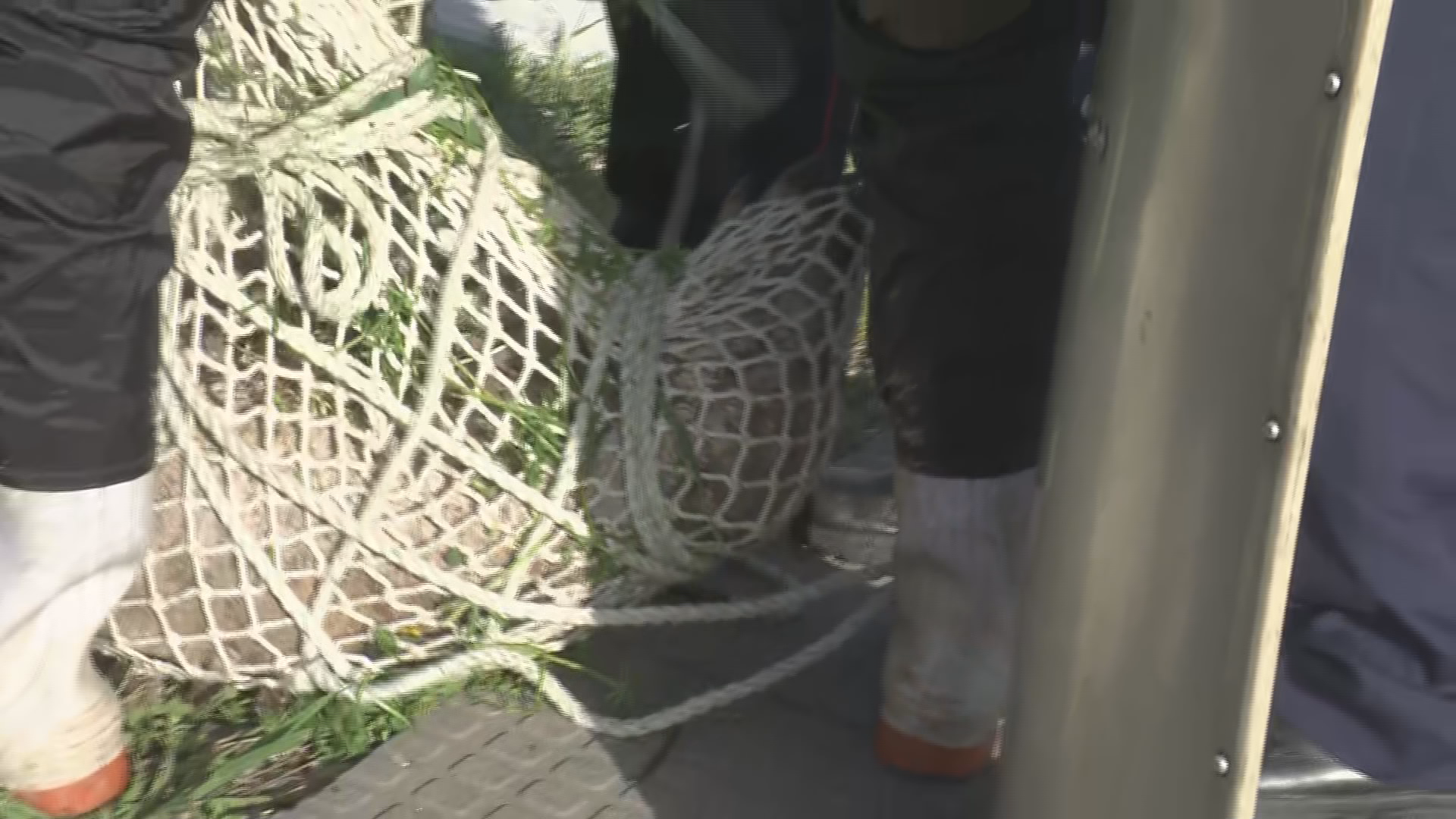 【動画あり】長野県庁でイノシシ出没…建物西側で捕獲　体長70～80センチ　けが人なし付近では午前中か…