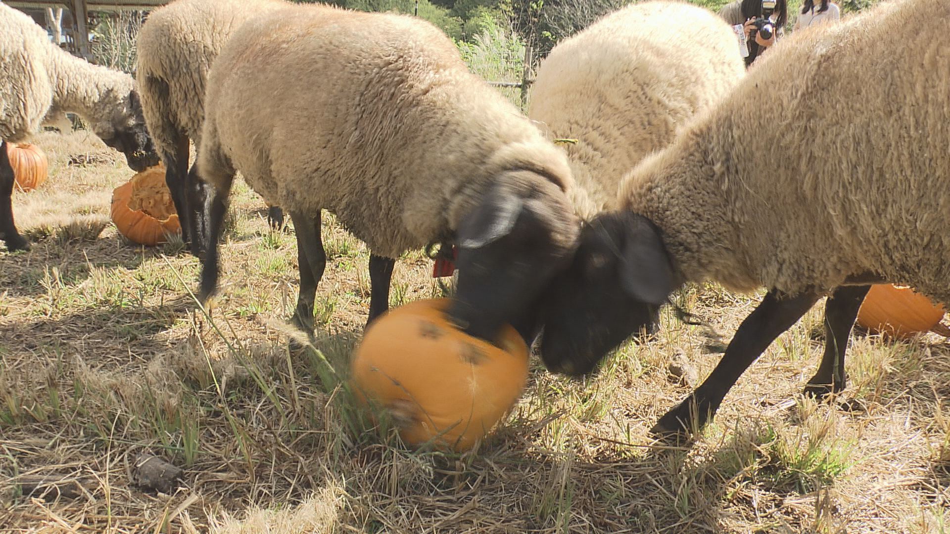 ハロウィーンのカボチャのランタン　イ…