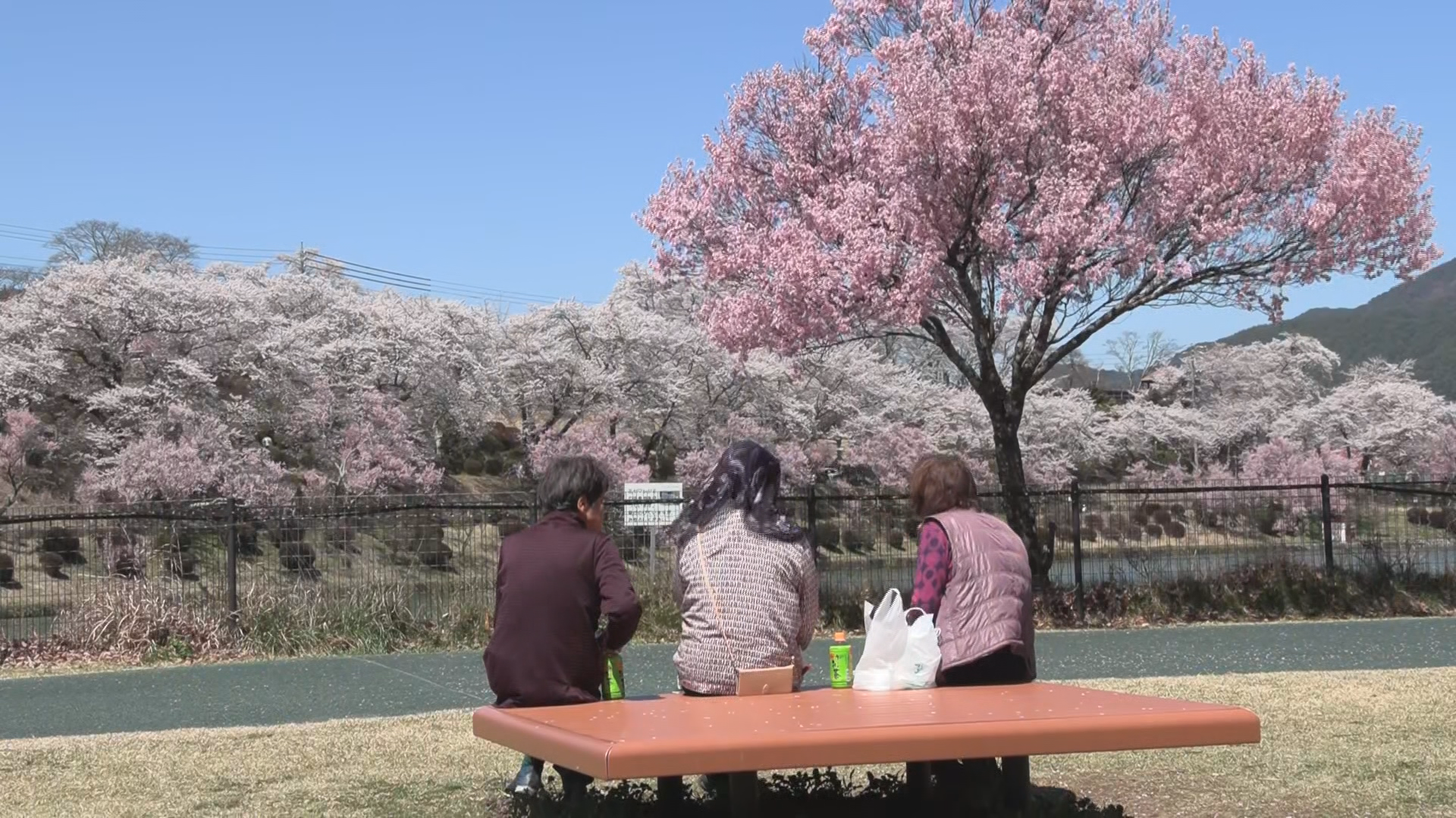 サクラの高齢化　美しい風景を後世へ…　樹木医の診断・苗木の植樹　各地で進む保全活動【長野】