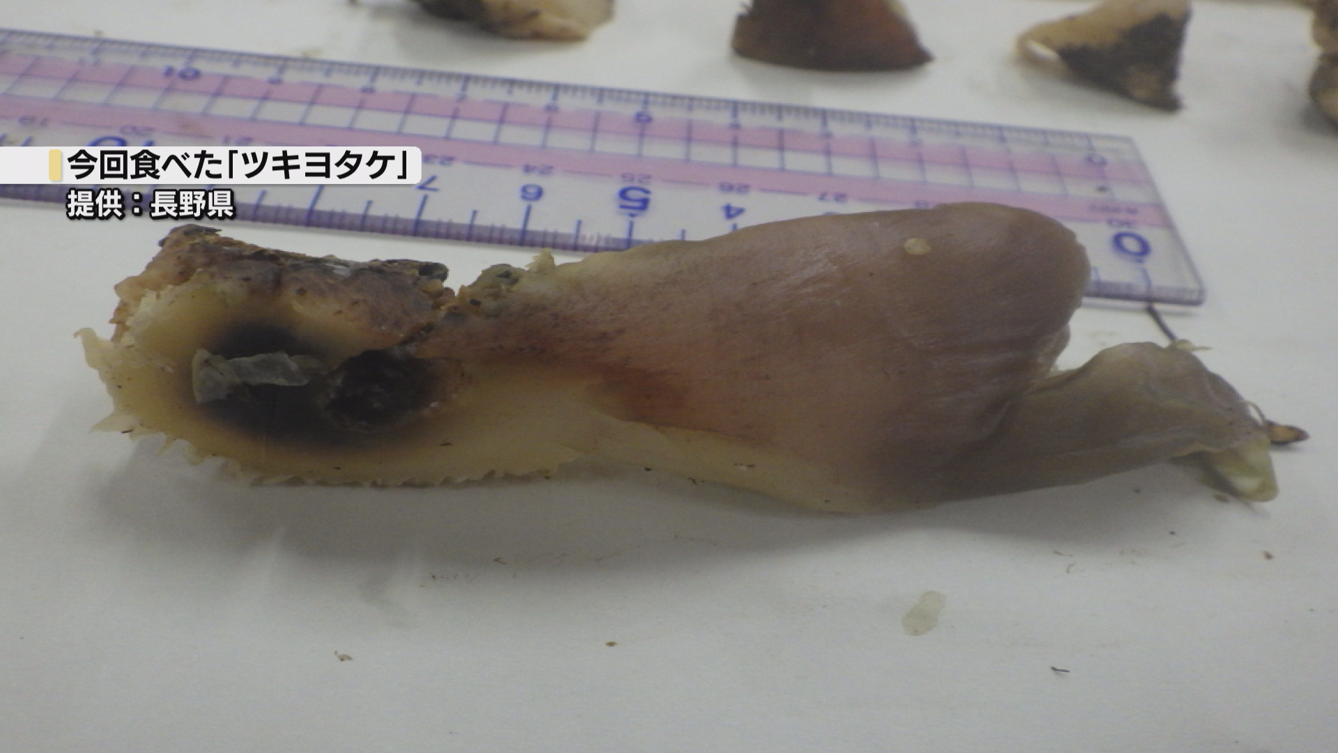 今季初　毒キノコ「ツキヨタケ」食中毒　30代から70代までの男女8人がおう吐や頭痛、下痢などの症状訴…
