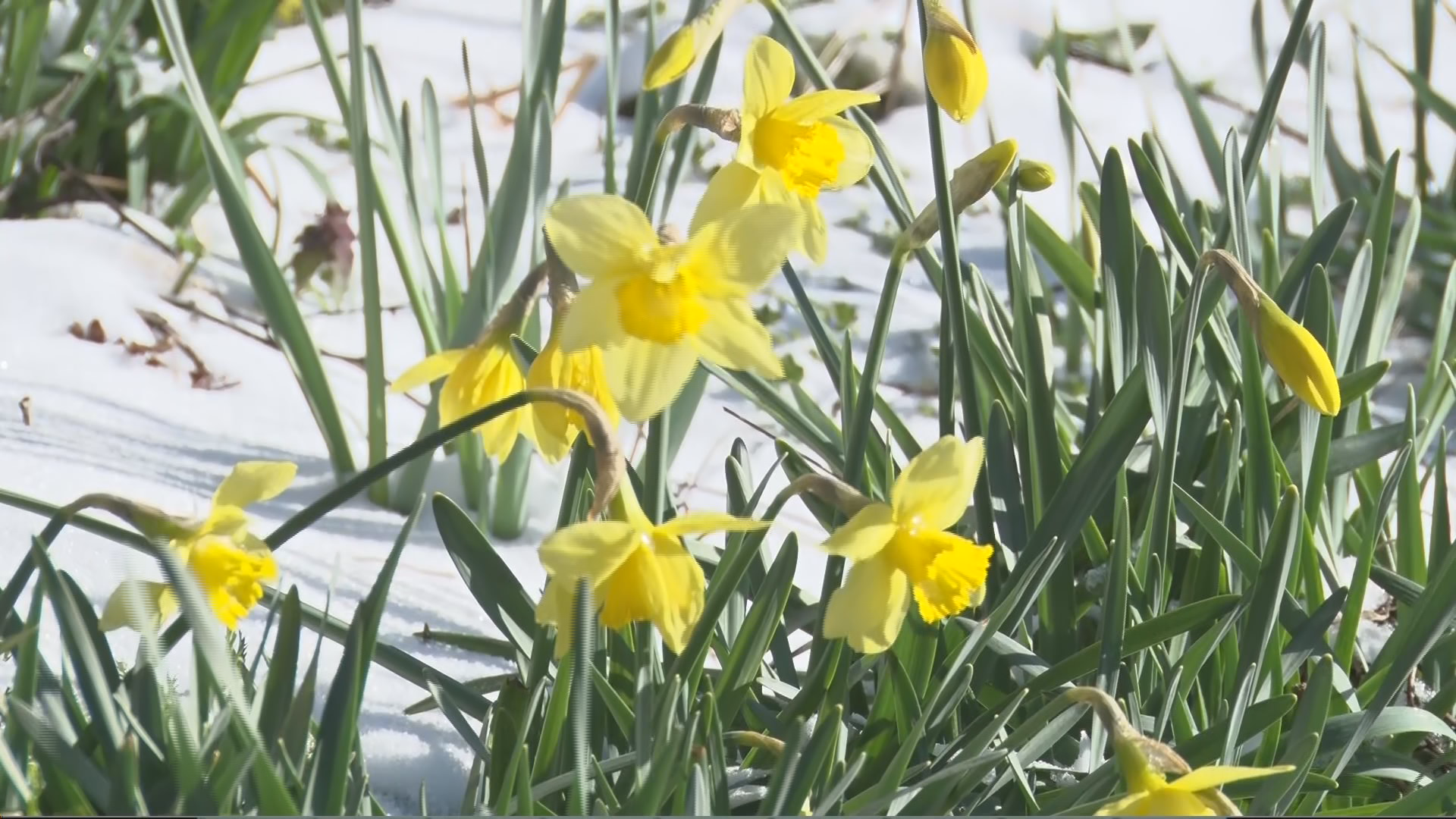 県内22地点で氷点下の冷え込み　黄色いスイセンの根元に雪　寒暖差の大きい一日に【長野】