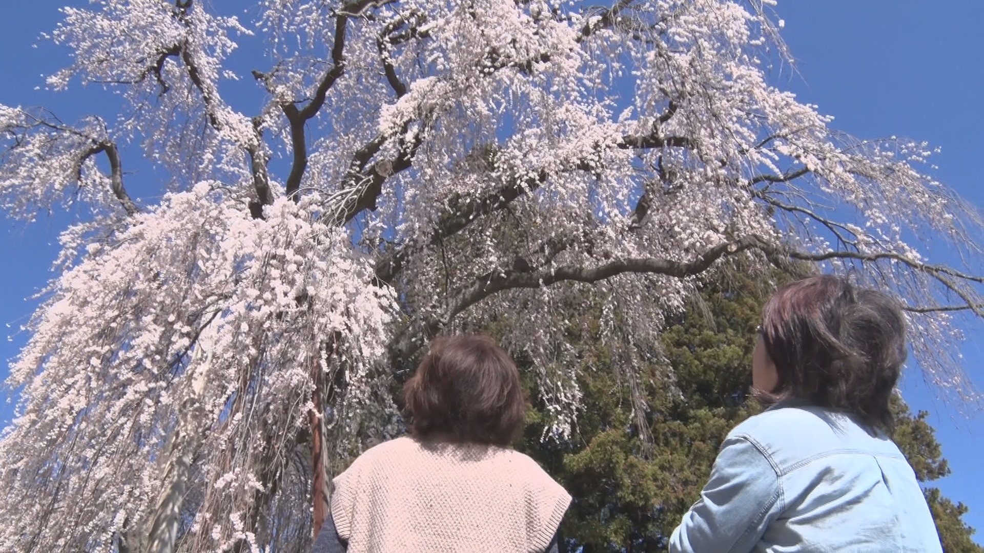 【特集】桜がつなぐ災害の記憶　土石流…