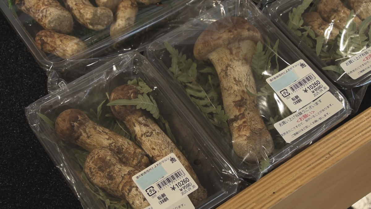 秋の味覚の王様「マツタケ」入荷 猛暑や少雨の影響で出遅れも…「 菌は