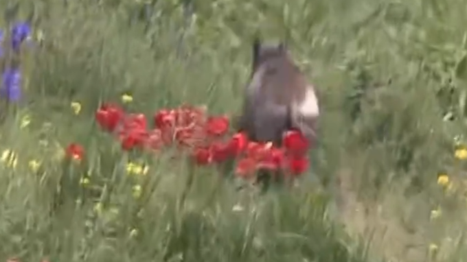 長野市裾花川の河川敷に体長１メートル…