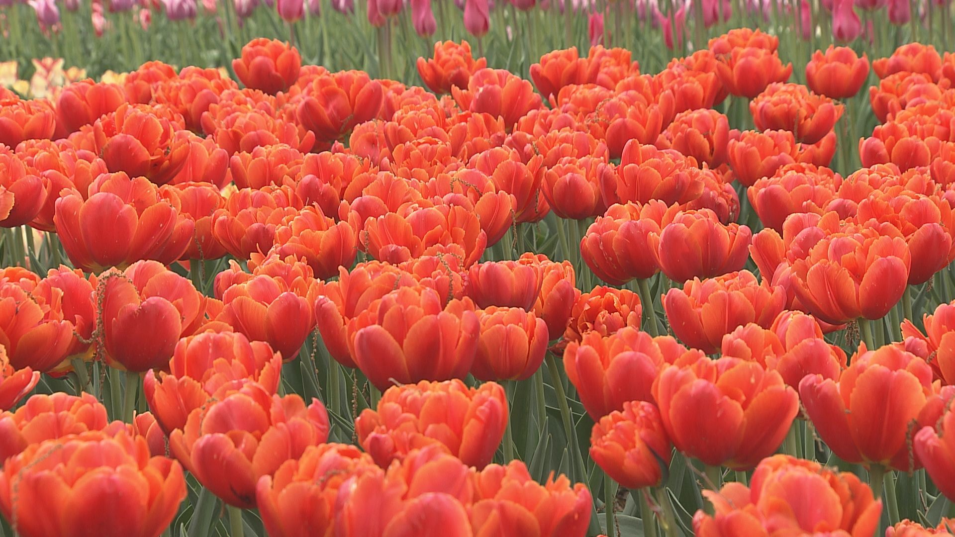 まだ間に合う！大型連休のおすすめスポット　色鮮やかな花が織りなす春ならではの景色を満喫　安曇野市の国…