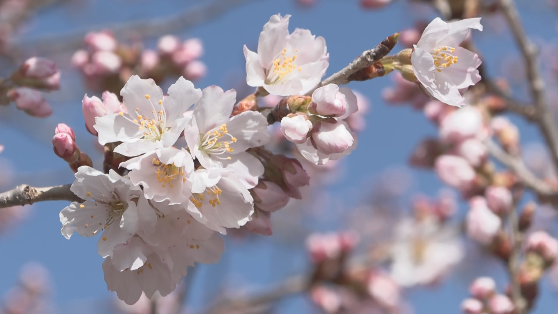 天龍峡に早咲きのサクラ「春めき桜」咲…