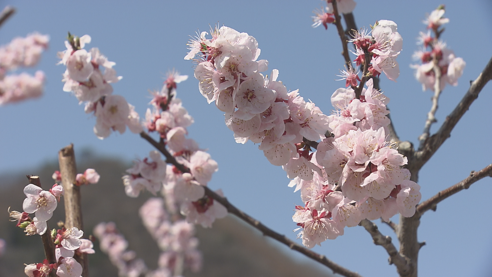 花盛りの信州　アンズやスイセンも見頃…
