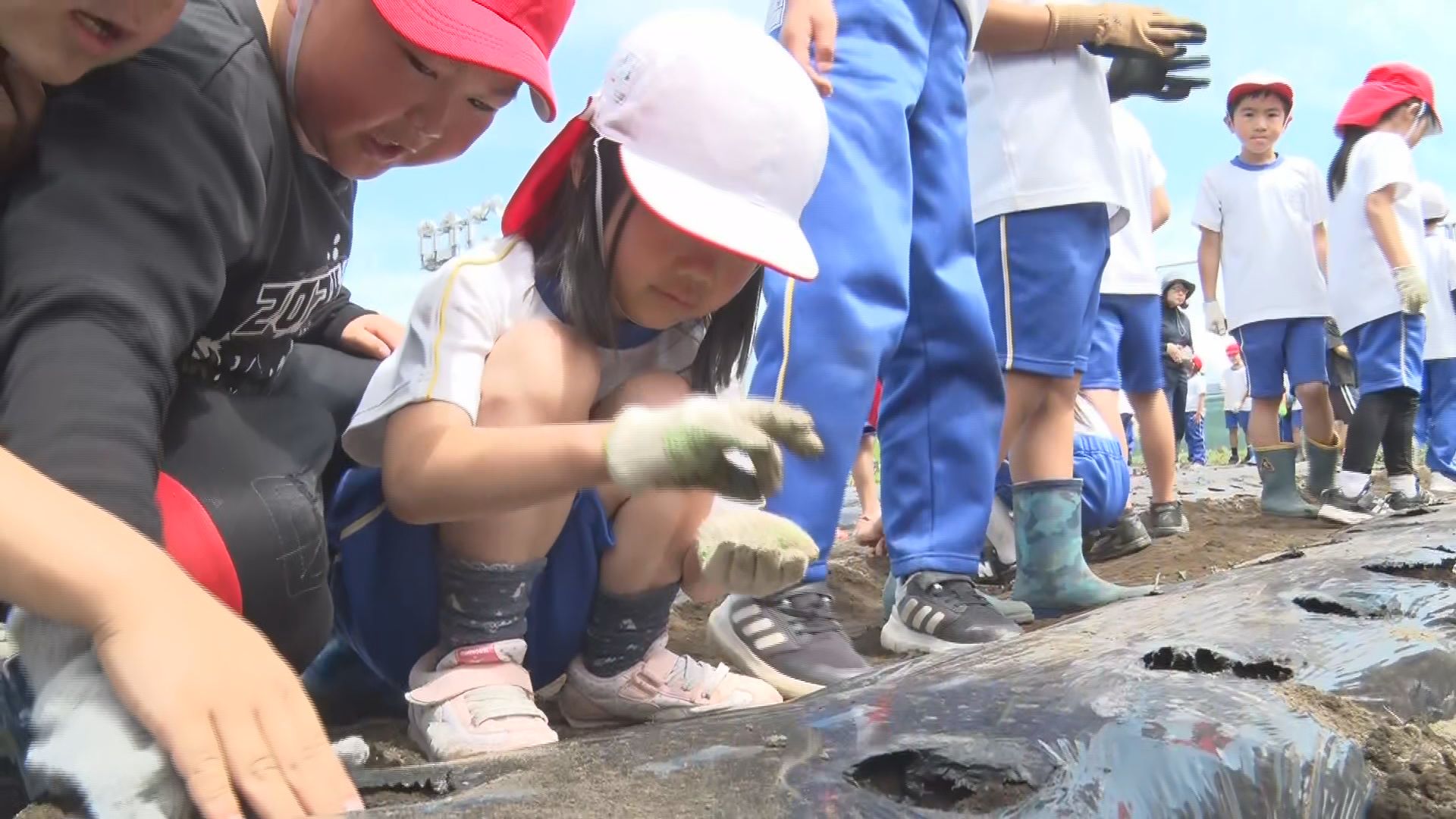一粒一粒丁寧に…小学2年生が大豆の栽…