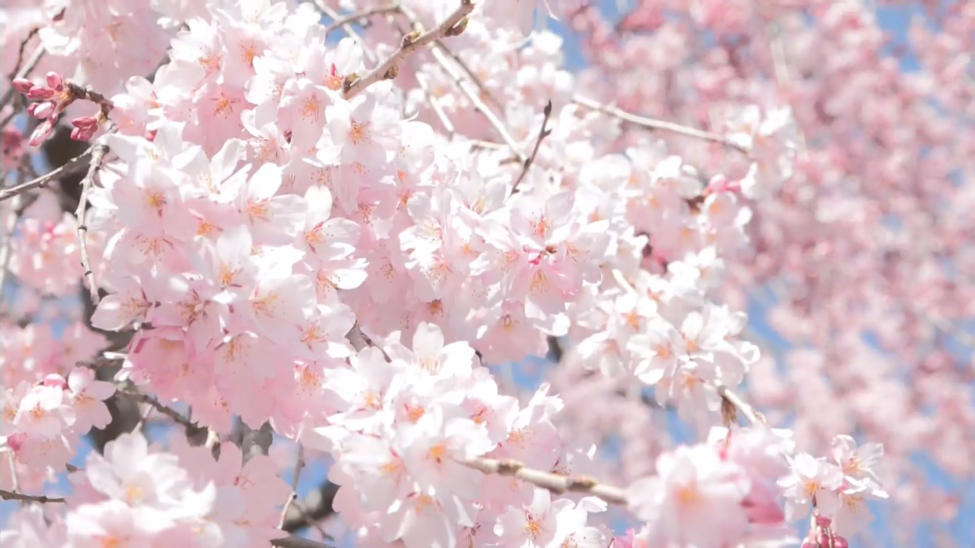 枝いっぱいに見事な花「麻績の里舞台桜…