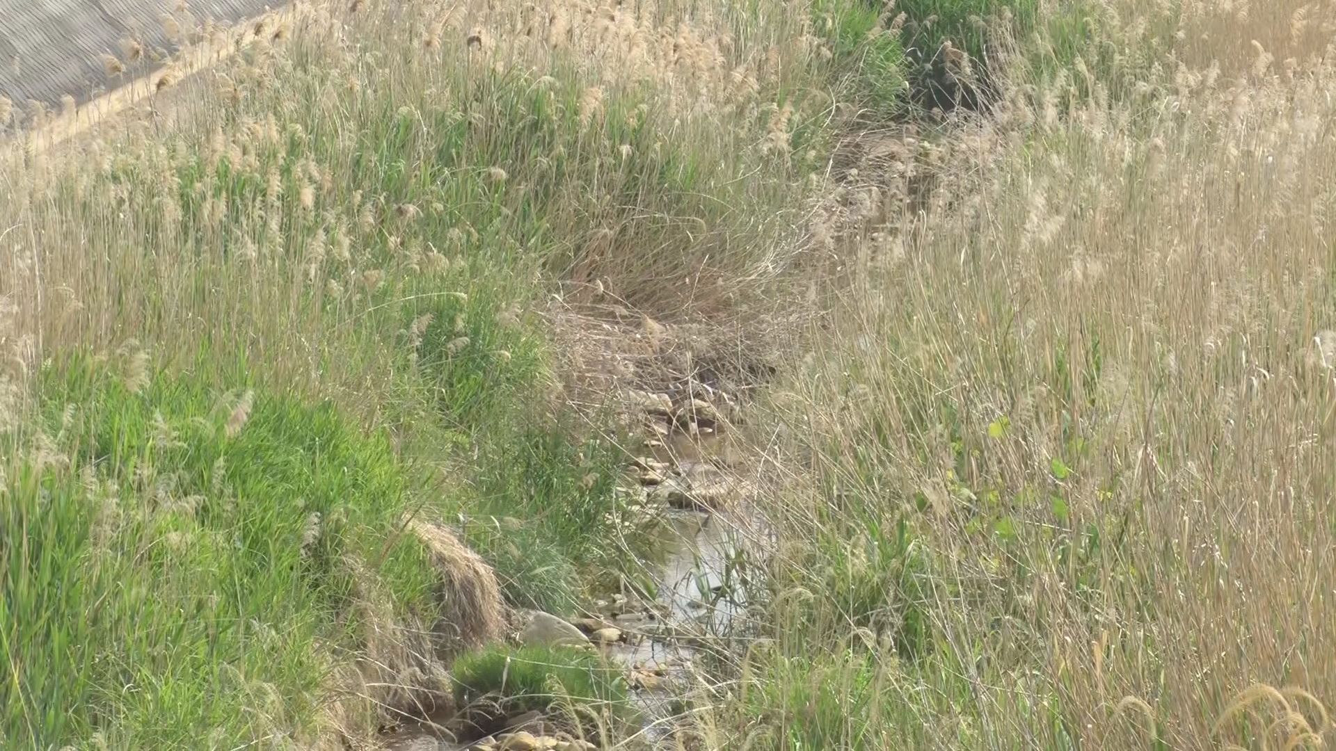「クマが国道を渡っていった」　千曲市でクマ1頭出没　県クマ対策員が捕獲し駆除　現場近くの学校では登校…