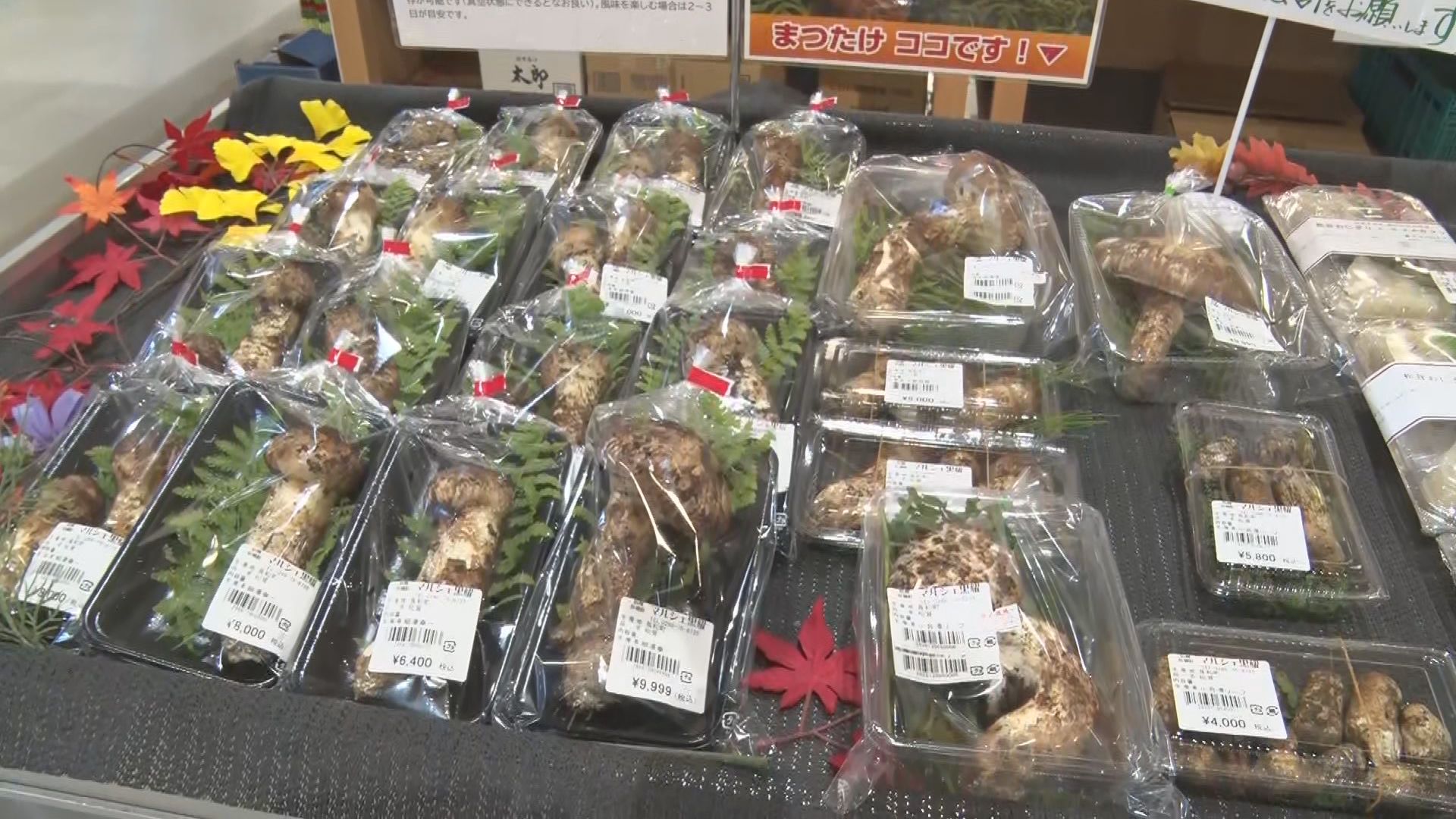 秋の味覚の王様がずらり 長和町の道の駅にマツタケが今季最多の入荷