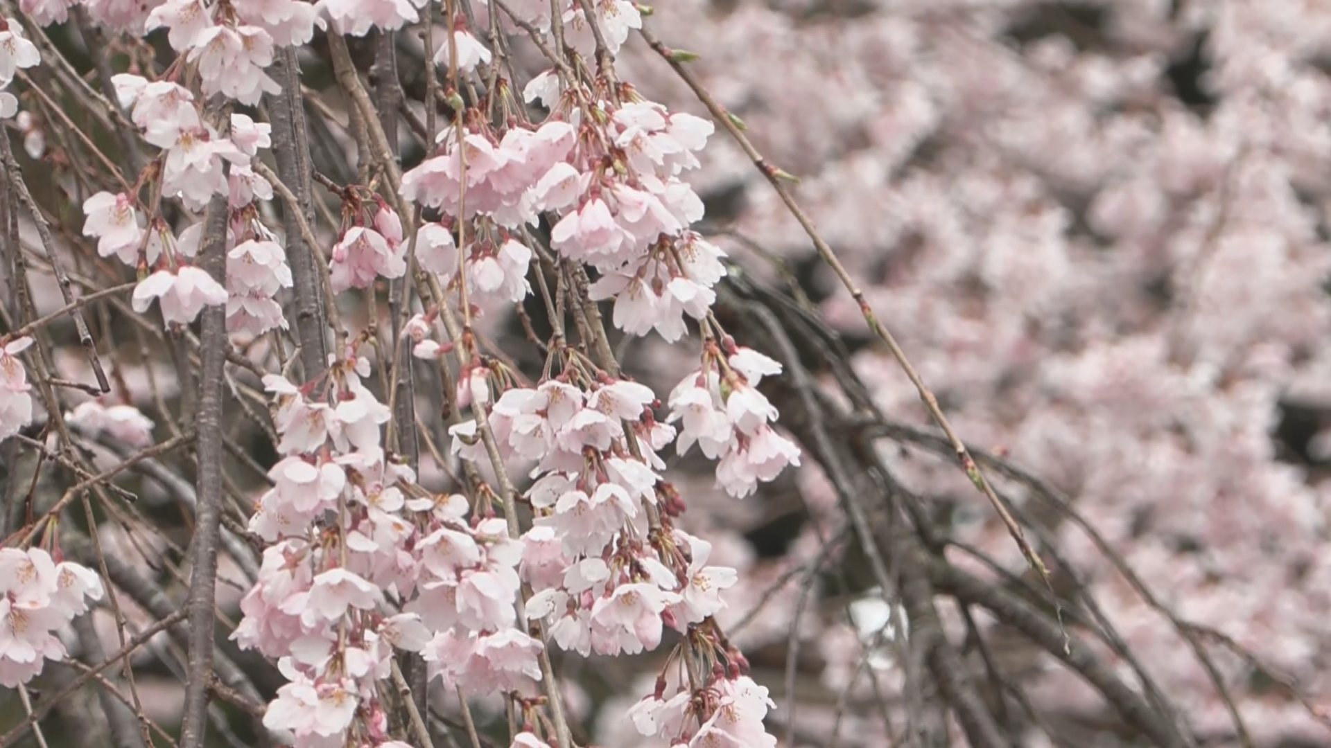 エドヒガンとシダレザクラが重なり合う…