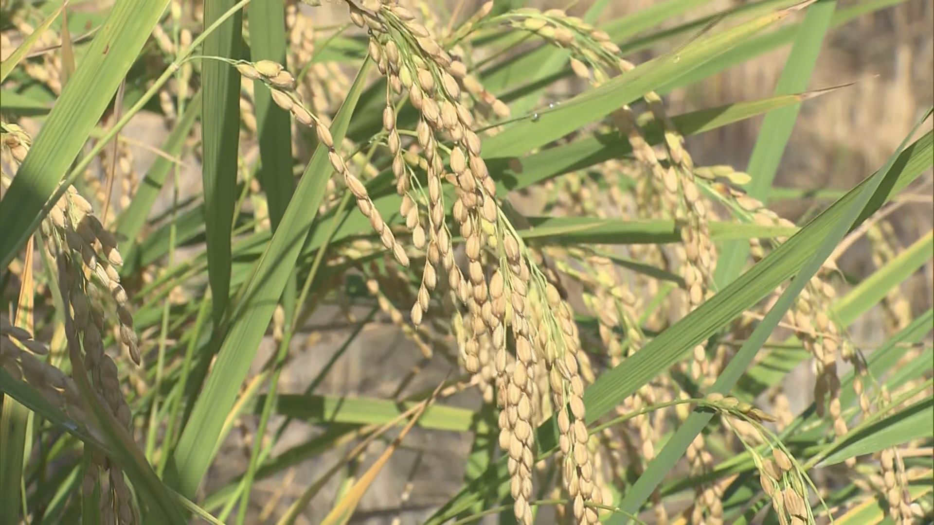 早くも新米の季節に　安曇野市で稲刈り…