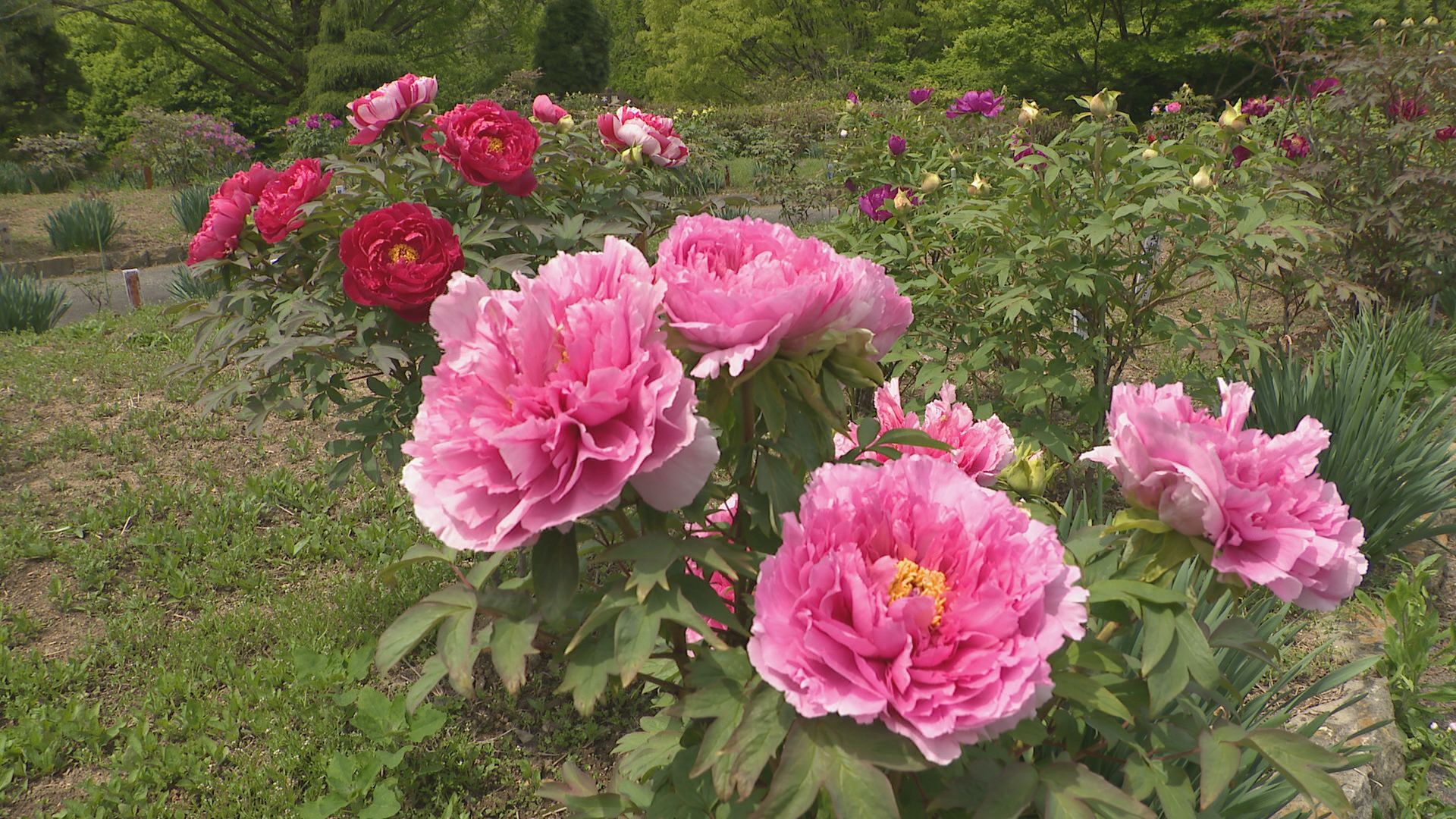 「百花の王」大輪のボタンが開花　花と泉の公園で「ぼたんしゃくやく祭り」開催中　岩手・一関市