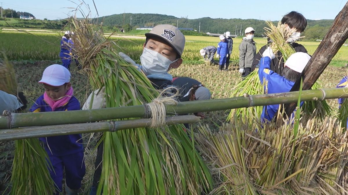 【特集】廃校となる江刺家小学校　最後のコメ作り学習③稲刈りと郷土芸能伝承　岩手・九戸村