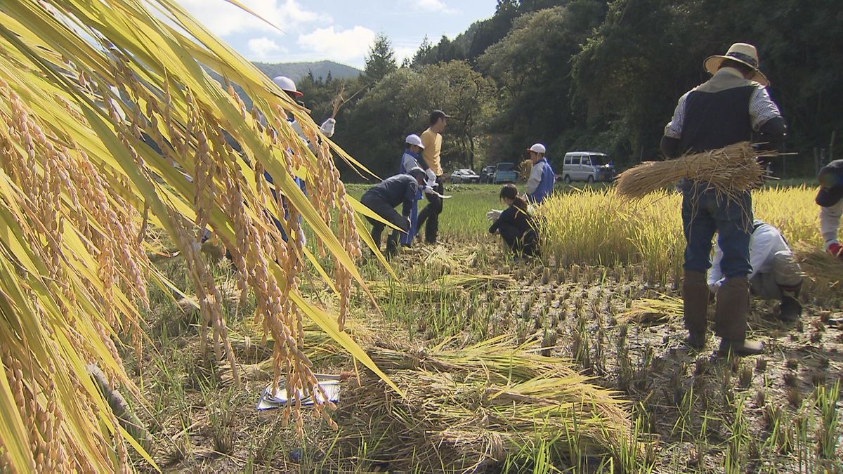 【美しい里山の風景】小学生が〝棚田”で稲刈りを体験　地域の稲作の今昔を学ぶ　岩手県遠野市